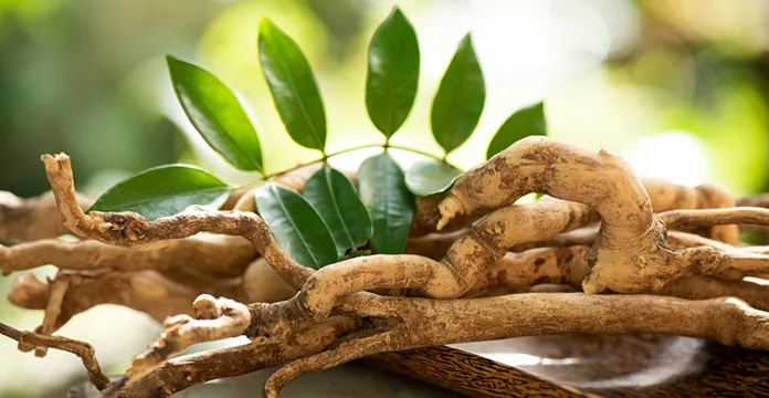 Tongkat Ali ingredient