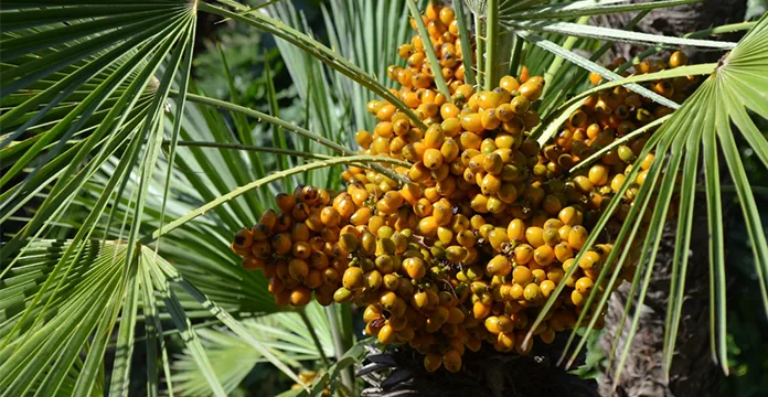 Saw Palmetto ingredient