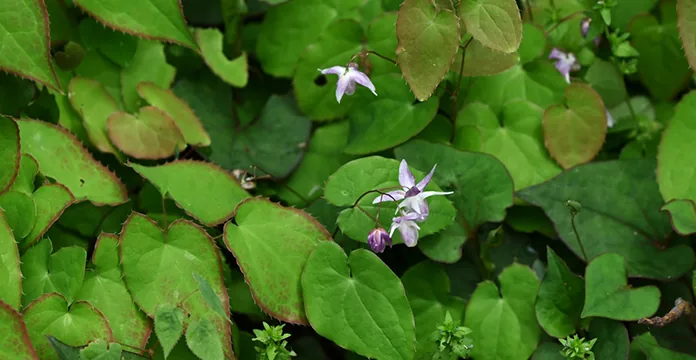 Horny Goat Weed ingredient